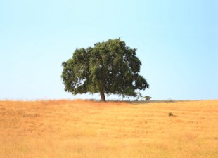 Single green tree standing on a hill
